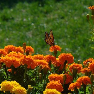 Meet your Posher, Marilyn